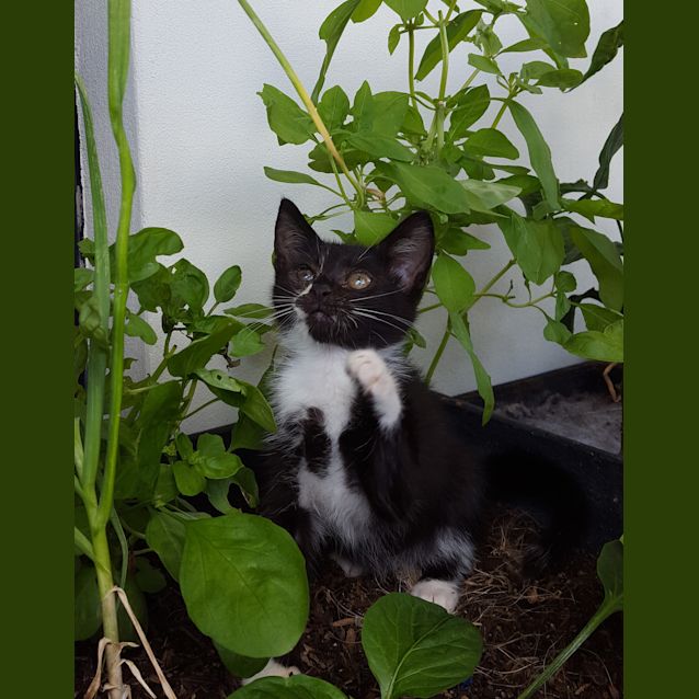Photo of Tuxudo
