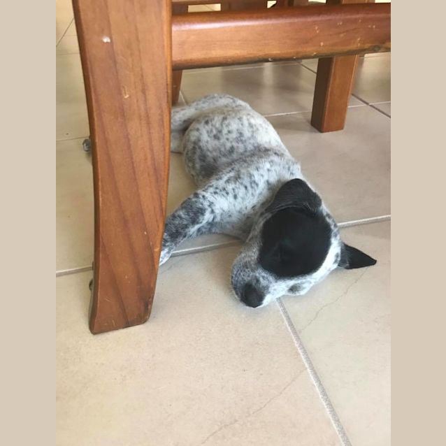 Photo of Kora 