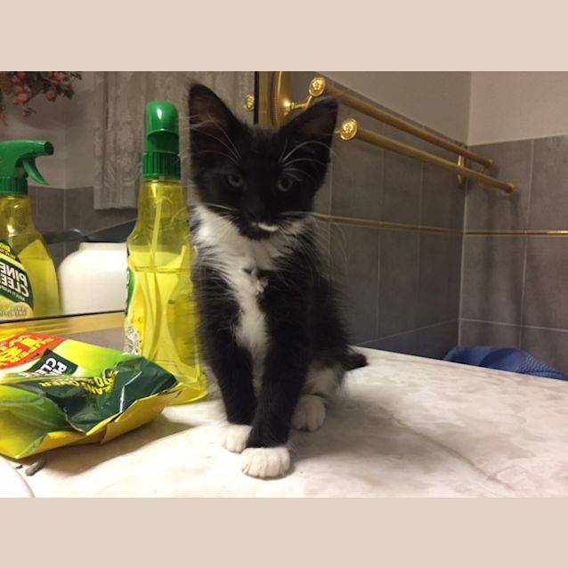 Photo of Bobby (4778)