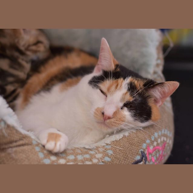 Photo of Waimarie **2nd Chance Cat Rescue**