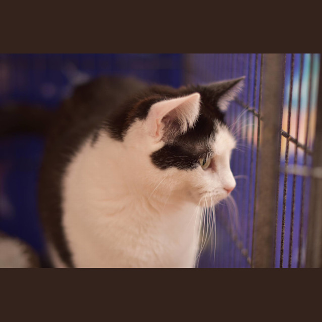 Photo of Maui **2nd Chance Cat Rescue**