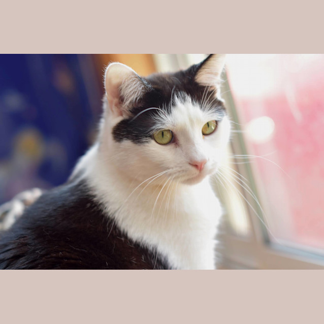 Photo of Maui **2nd Chance Cat Rescue**