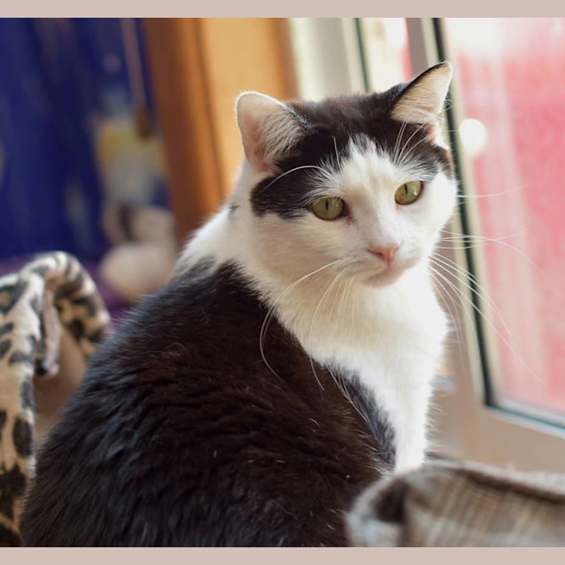 Photo of Maui **2nd Chance Cat Rescue**