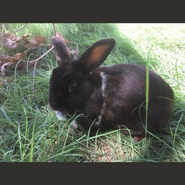 Photo of Mopsy (Oa V 04)