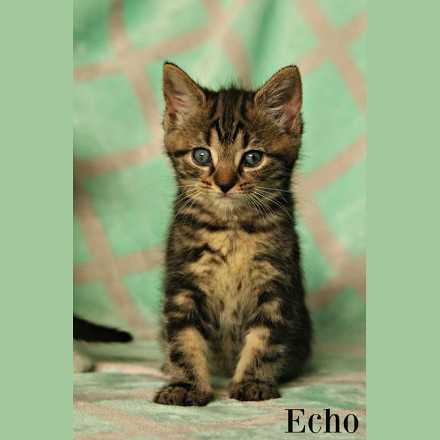 Photo of Echo