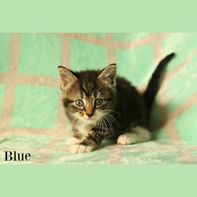 Photo of Blue