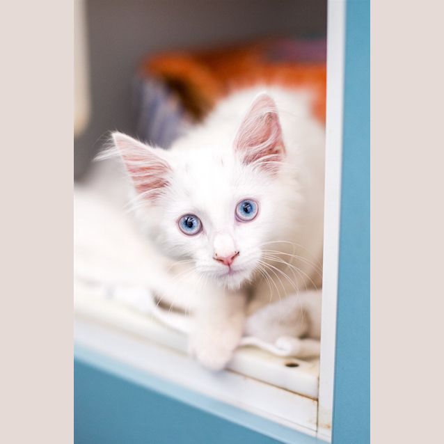 Photo of Duchess