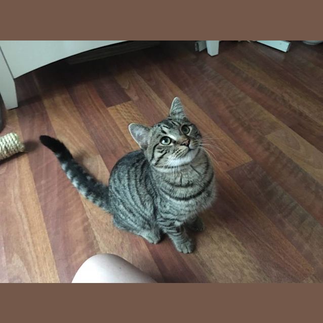 Photo of Sylvester