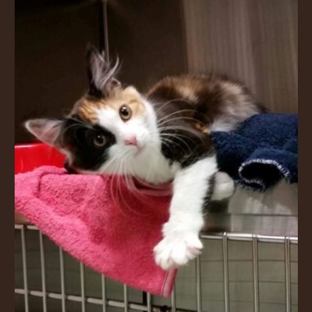 Photo of Zoe **2nd Chance Cat Rescue**