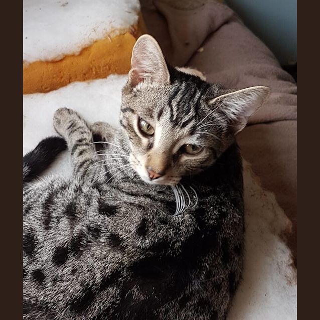 Photo of Finn