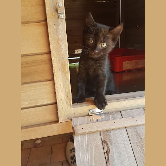 Photo of Diamond 