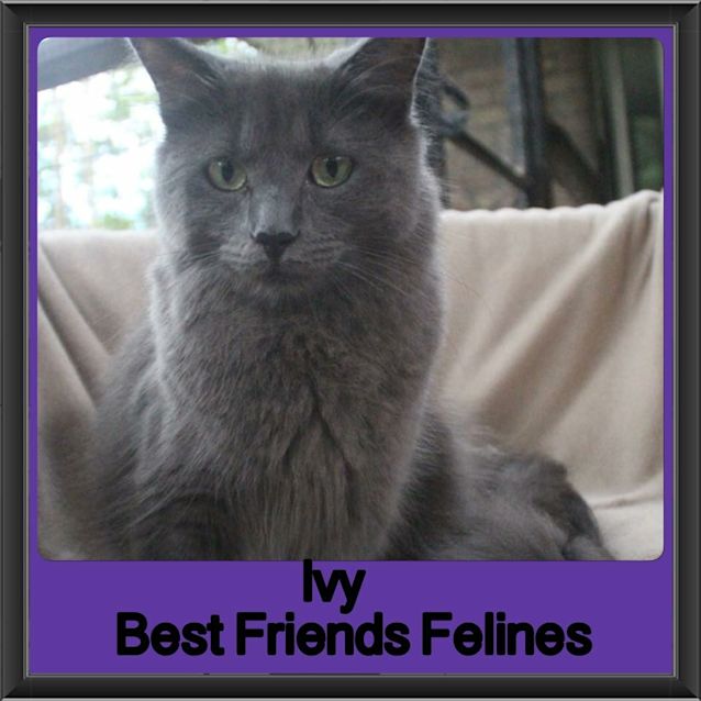 Photo of Ivy