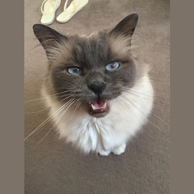 Photo of Kasper