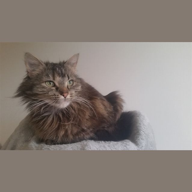 Photo of Saffron