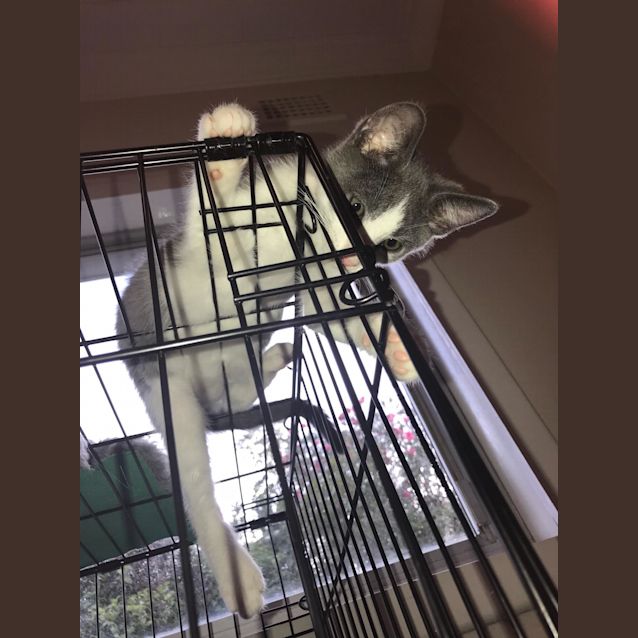 Photo of Smokey And Chester