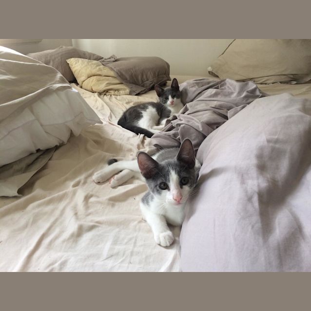 Photo of Smokey And Chester