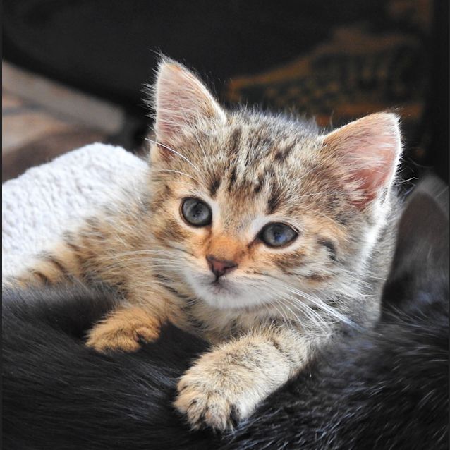Photo of Hamish