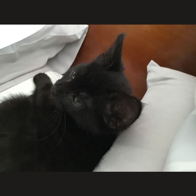 Photo of Lady Mary **2nd Chance Cat Rescue**