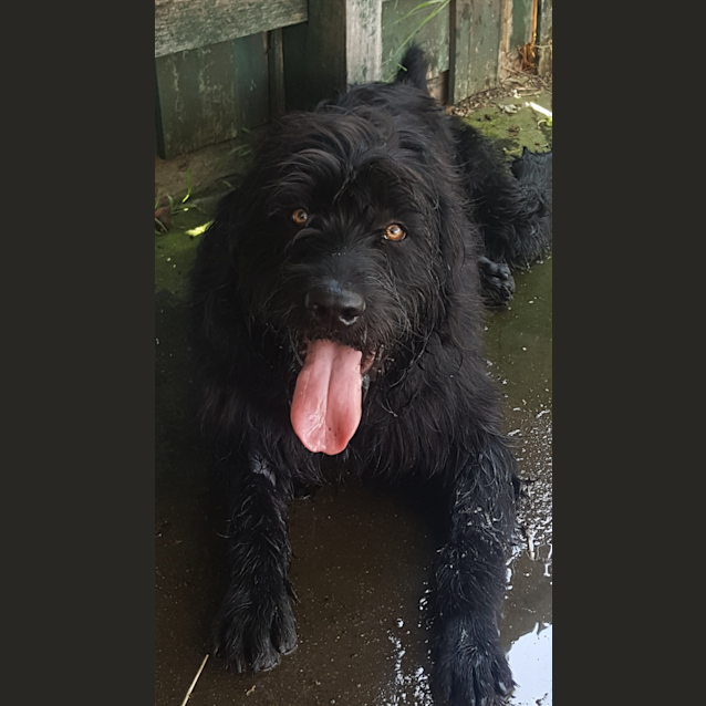 Photo of Buster