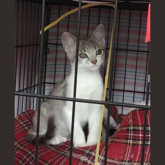 Photo of Smokey
