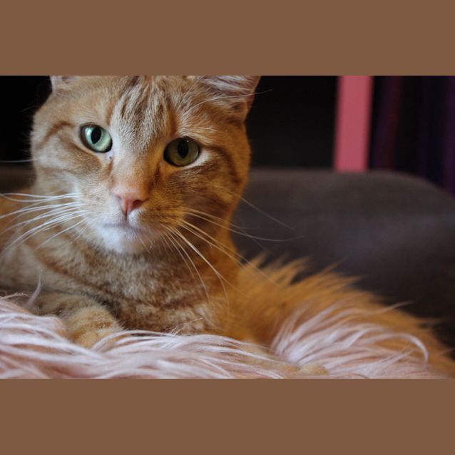 Photo of Reuben    Located In Lower Templestowe