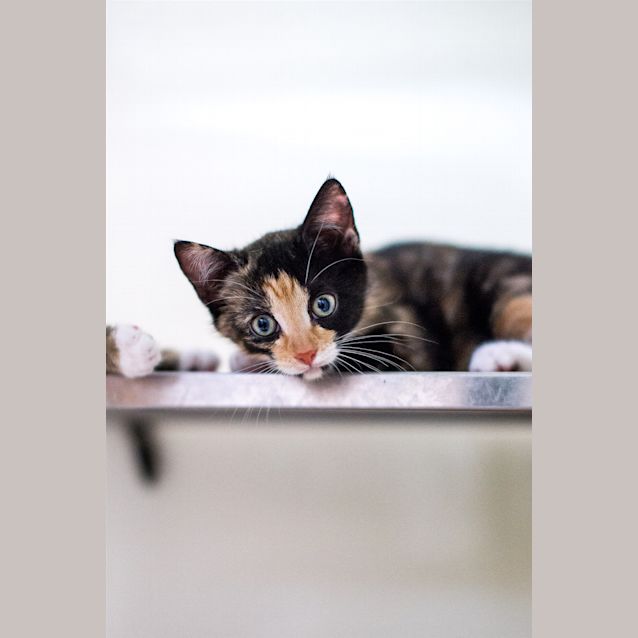Photo of Daisy