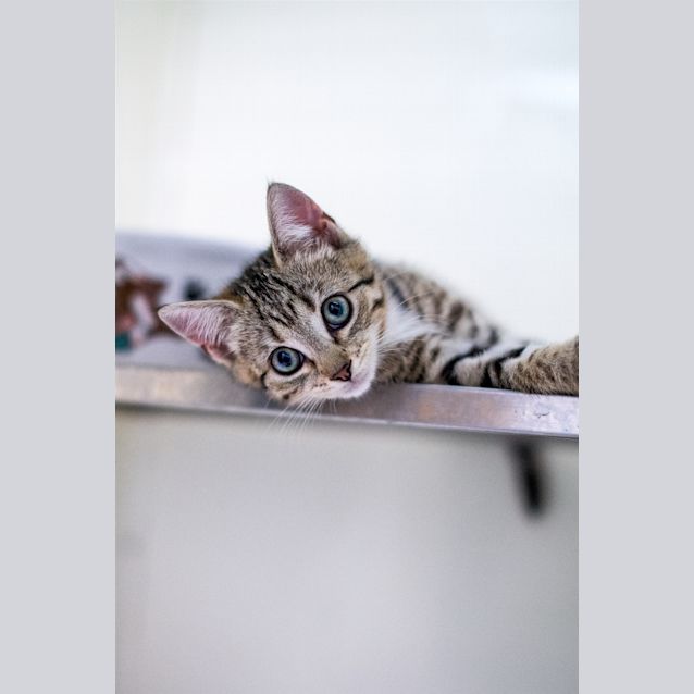 Photo of Blossom