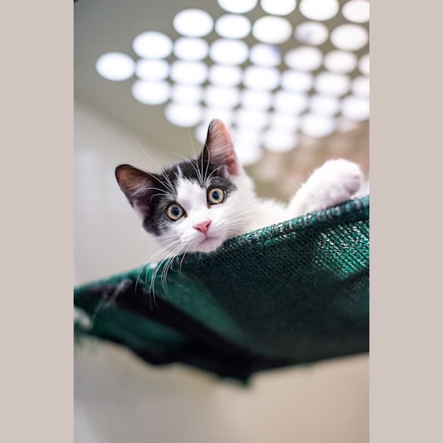 Photo of Remington