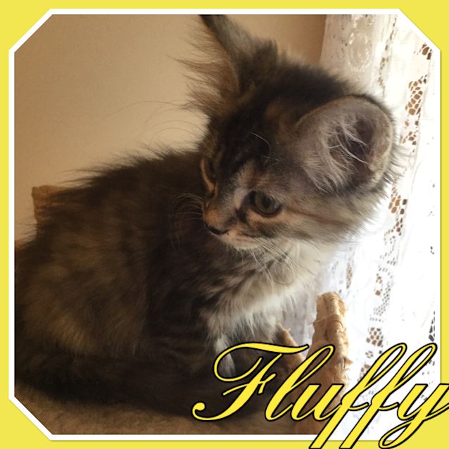 Photo of Fluffy