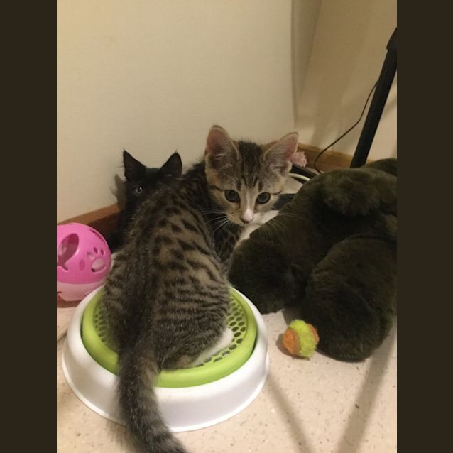 Photo of Charlie Chops 