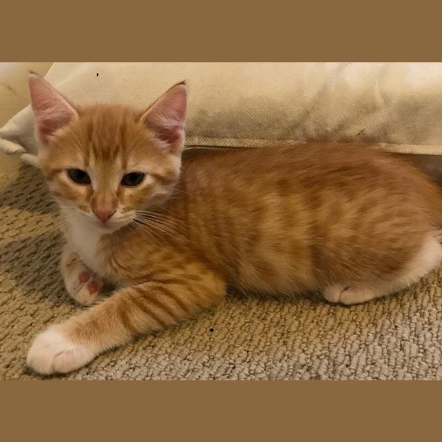 Photo of Ginger Mittens