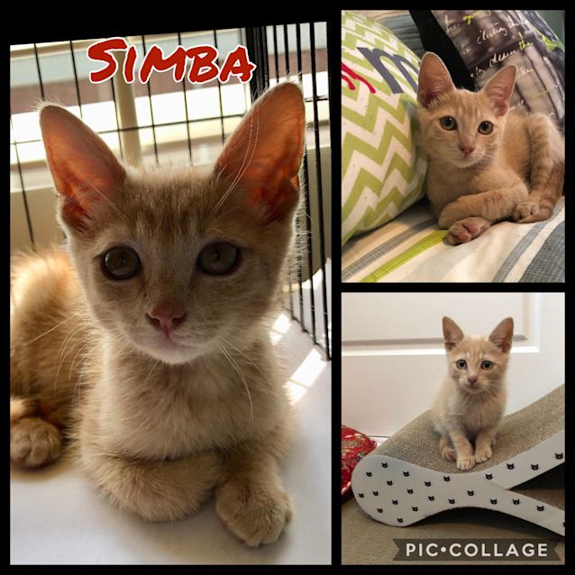 Photo of Simba