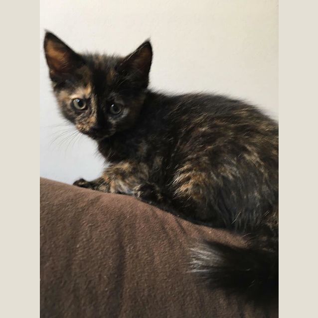 Photo of Juno
