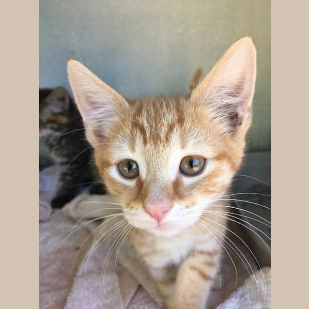 Photo of Gingerbread (Ca V17 198)
