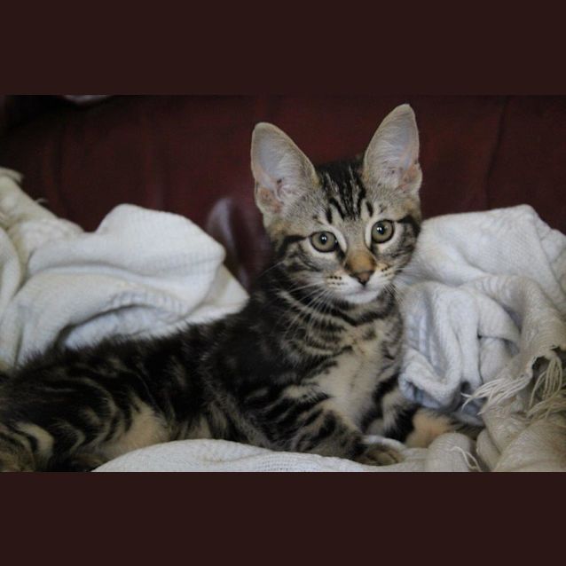 Photo of Jello Ec0409