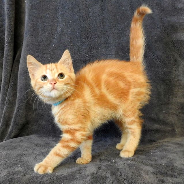 Photo of Tippy