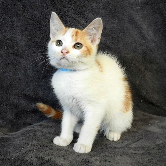Photo of Thor