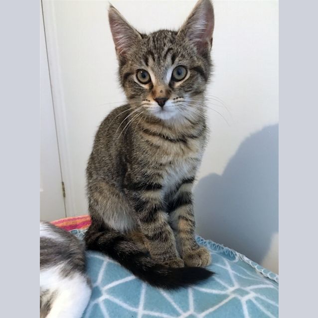 Photo of Fidget