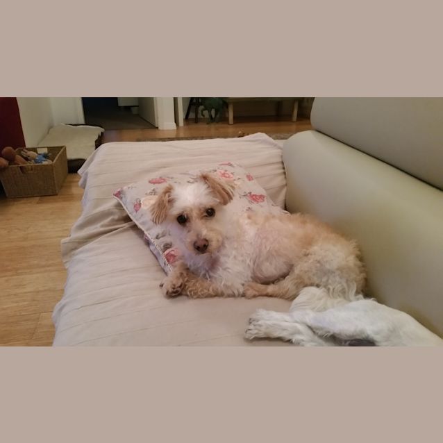 Photo of Bibi 