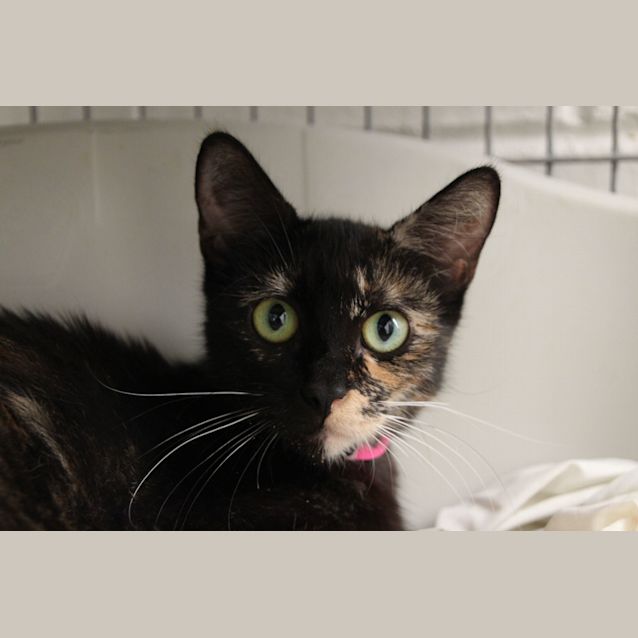 Photo of Audrey (4588)