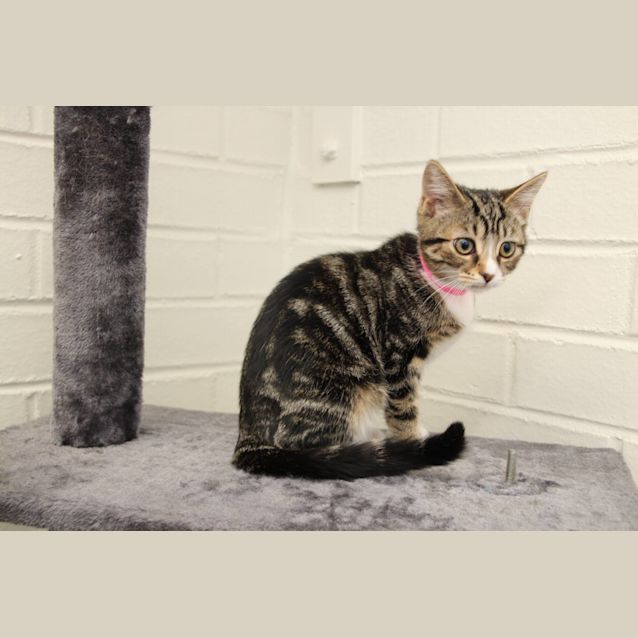 Photo of Princess Sparkles (4940)