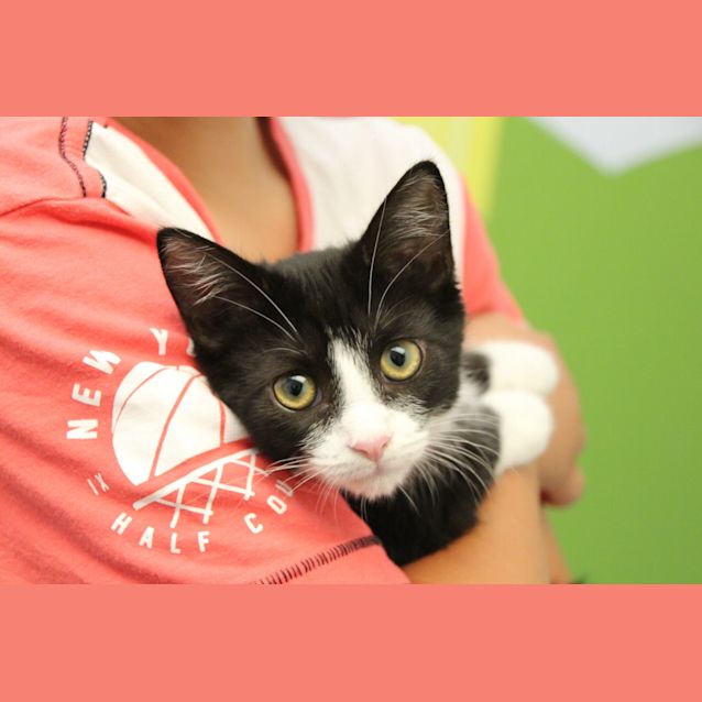 Photo of Chilly (4938)