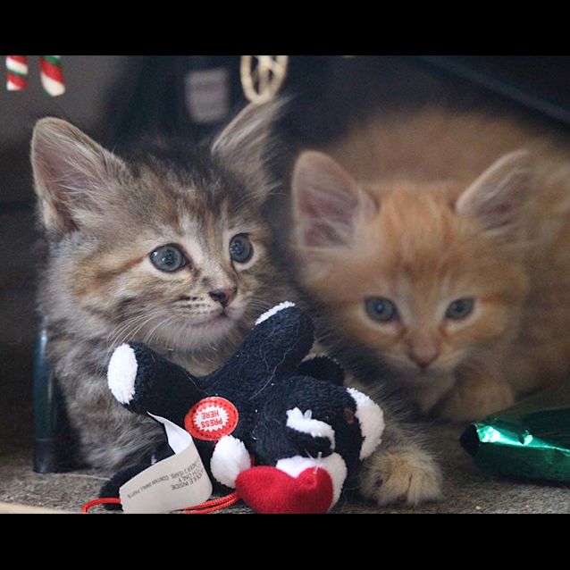 Photo of Puddin ~ Ragdoll X Kitten (On Trial 23/1/2018)
