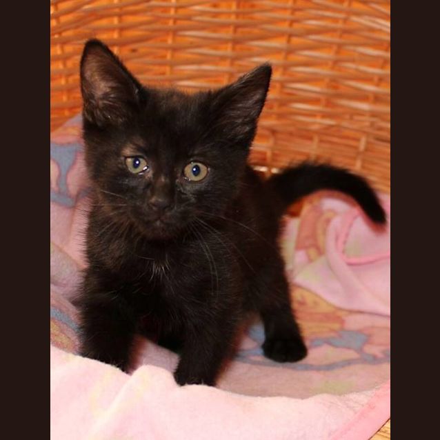 Photo of Doris ** 2nd Chance Cat Rescue**