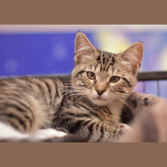 Photo of Goldaly **2nd Chance Cat Rescue**