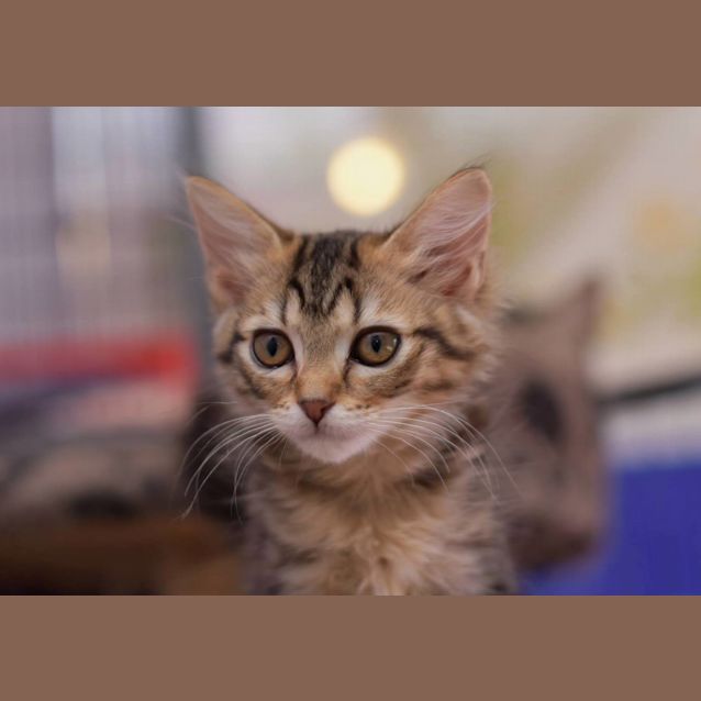 Photo of Tabby Socks **2nd Chance Cat Rescue**
