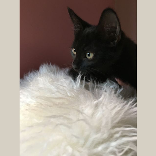 Photo of Pepsi (4767)