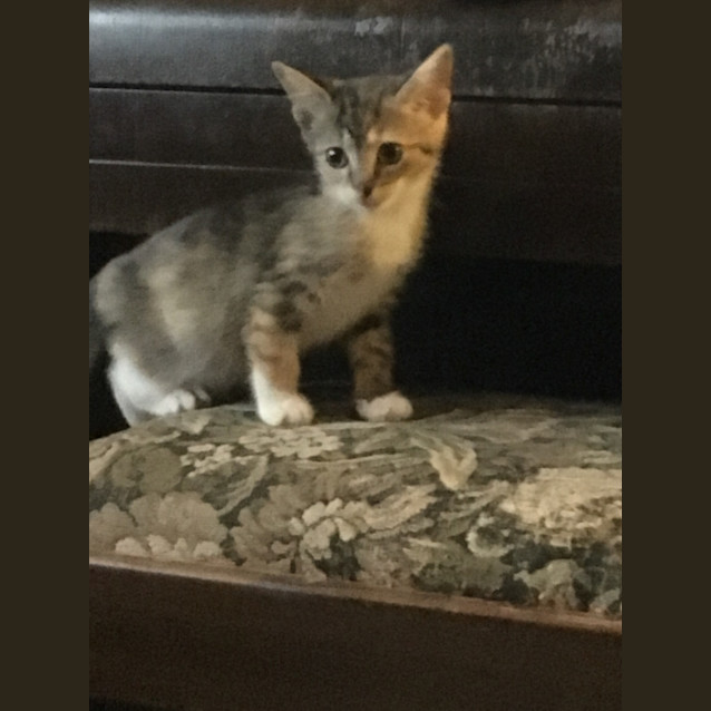 Photo of Tabitha (4771)