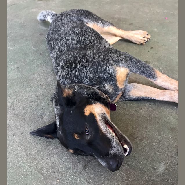 Photo of Pippa ~ Blue Heeler (On Trial 17/3/2018)
