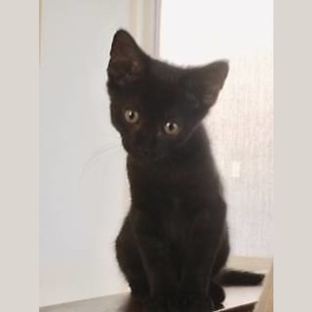 Photo of Jet